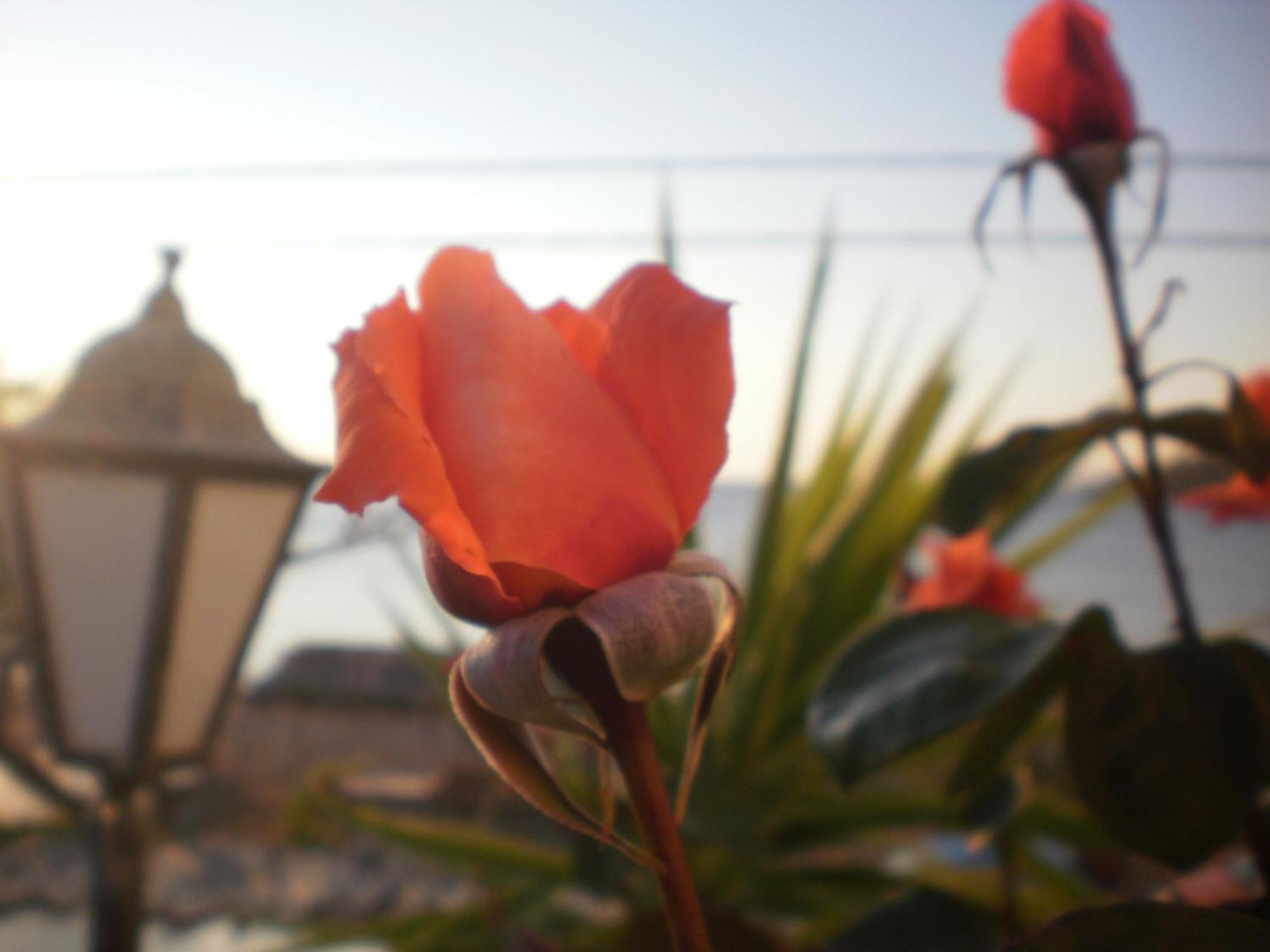 Dimitra Daire Petra (Lesbos)