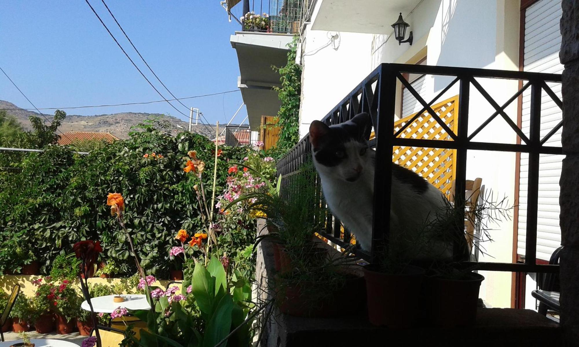 Dimitra Daire Petra (Lesbos)